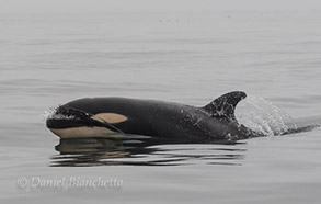 Killer Whale, photo by Daniel Bianchetta