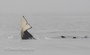 Killer Whale tail, photo by Daniel Bianchetta