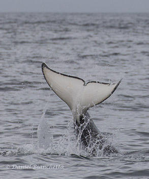 Killer Whale tail throw, photo by Daniel Bianchetta