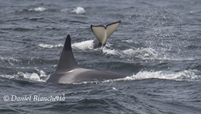 Killer Whales, photo by Daniel Bianchetta