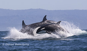 Killer Whales, photo by Daniel Bianchetta