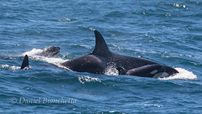 Killer Whales, photo by Daniel Bianchetta