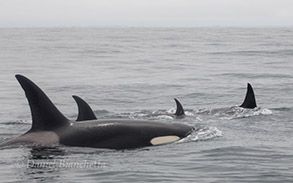 Killer Whales, photo by Daniel Bianchetta