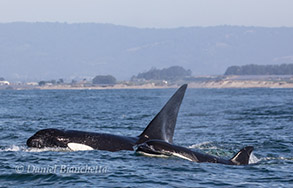 Killer Whales, photo by Daniel Bianchetta