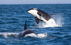 Killer Whales, photo by Daniel Bianchetta