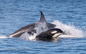 Killer Whales, photo by Daniel Bianchetta