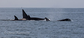 Killer Whales, photo by Daniel Bianchetta