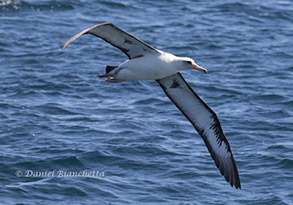 Laysan Albatross, photo by Daniel Bianchetta