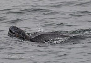 Leatherback Sea Turtle, photo by Daniel Bianchetta