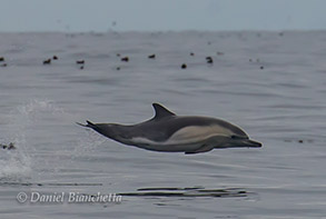 Long-beaked Common Dolphin, photo by Daniel Bianchetta