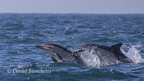 Long-beaked Common Dolphin mother and calf, photo by Daniel Bianchetta