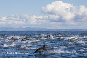 Long-beaked Common Dolphins, photo by Daniel Bianchetta