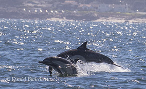 Long-beaked Common Dolphins, photo by Daniel Bianchetta