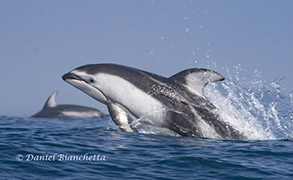 Long-beaked Common Dolphins, photo by Daniel Bianchetta