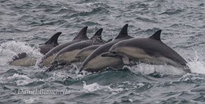 Long-beaked Common Dolphins, photo by Daniel Bianchetta