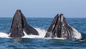 Lunge-feeding Humpback Whales, photo by Daniel Bianchetta