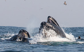 Lunge-feeding Humpback Whales, photo by Daniel Bianchetta