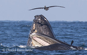 Lunge-feeding Humpbacks and Pelican, photo by Daniel Bianchetta