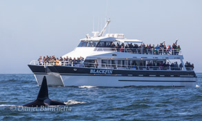 Male Killer Whale near the Blackfin, photo by Daniel Bianchetta