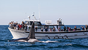 Male Killer Whale Lonesome George by the Pt. Sur Clipper, photo by Daniel Bianchetta