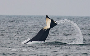 Killer Whale, photo by Daniel Bianchetta