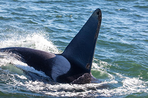 Male Killer Whale, photo by Daniel Bianchetta