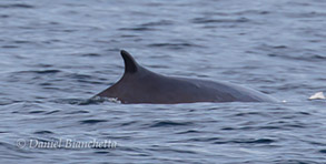 Minke Whale, photo by Daniel Bianchetta