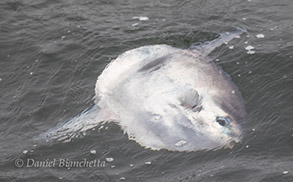 Mola Mola, photo by Daniel Bianchetta