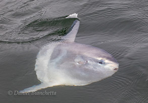 Mola Mola (Ocean Sunfish), photo by Daniel Bianchetta