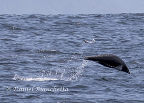 Northern Right Whale Dolphin, photo by Daniel Bianchetta