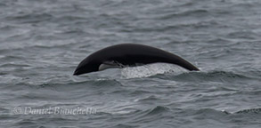 Northern Right Whale Dolphin, photo by Daniel Bianchetta