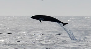 Northern Right Whale Dolphin, photo by Daniel Bianchetta