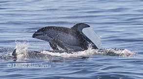 Pacific White-sided Dolphin, photo by Daniel Bianchetta