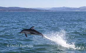 Pacific White-sided Dolphin, photo by Daniel Bianchetta