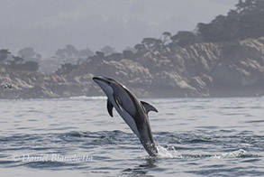 Pacific White-sided Dolphin, photo by Daniel Bianchetta