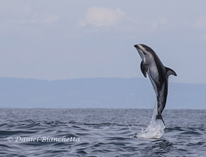 Pacific White-sided Dolphin, photo by Daniel Bianchetta