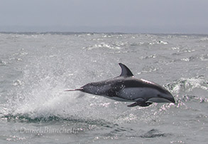 Pacific White-sided Dolphin, photo by Daniel Bianchetta