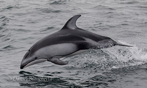 Pacific White-sided Dolphin, photo by Daniel Bianchetta