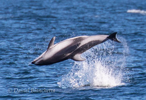 Pacific White-sided Dolphin, photo by Daniel Bianchetta