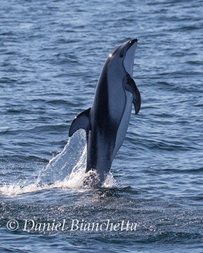 Pacific White-sided Dolphin, photo by Daniel Bianchetta