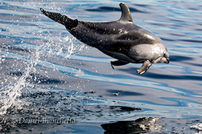 Pacific White-sided Dolphin, photo by Daniel Bianchetta