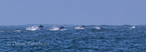 Pacific White-sided Dolphins, photo by Daniel Bianchetta