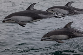 Pacific White-sided Dolphins, photo by Daniel Bianchetta