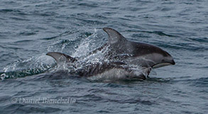 Pacific White-sided Dolphins, photo by Daniel Bianchetta