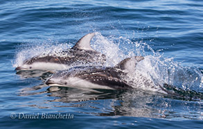 Pacific White-sided Dolphins, photo by Daniel Bianchetta