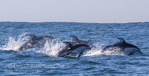 Pacific White-sided Dolphins, photo by Daniel Bianchetta