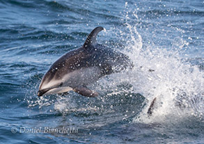 Pacific White-sided Dolphins, photo by Daniel Bianchetta