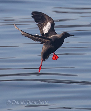 Pigeon Guillemot, photo by Daniel Bianchetta