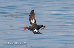 Pigeon Guillemot with lunch, photo by Daniel Bianchetta