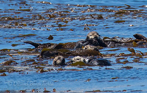 Raft of Southern Sea Otters, photo by Daniel Bianchetta